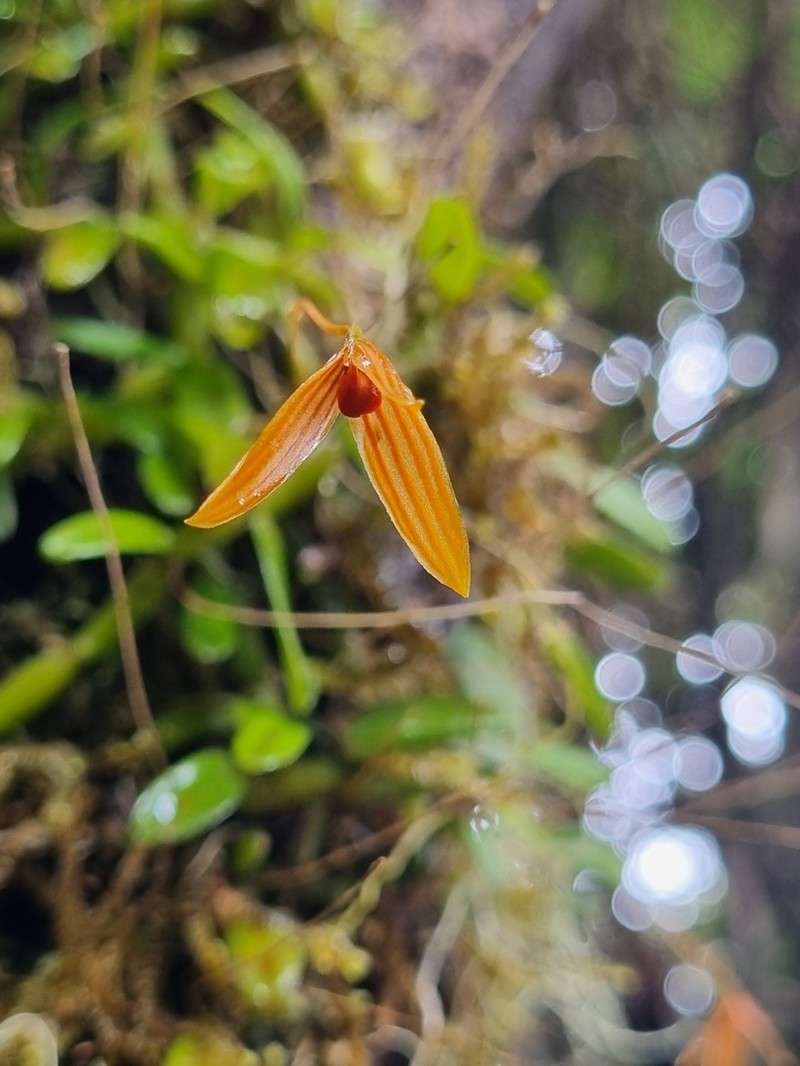 Bulbophyllum montense photo 6