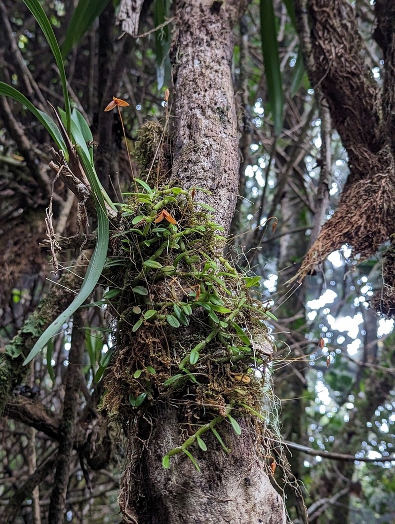 Bulbophyllum montense photo 7