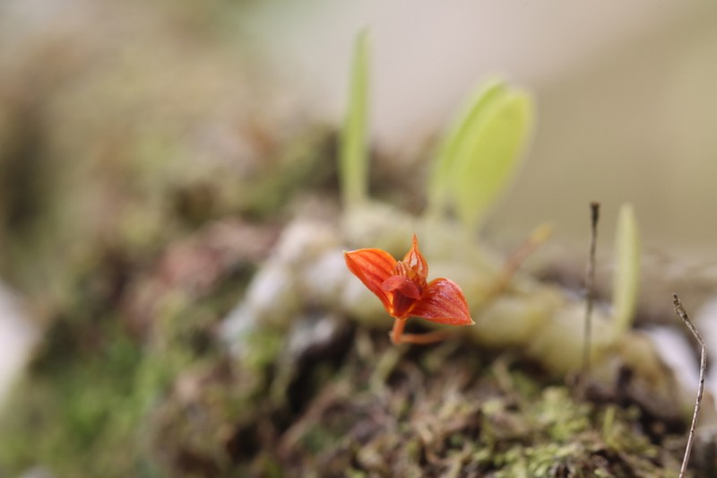 Bulbophyllum montense photo 8
