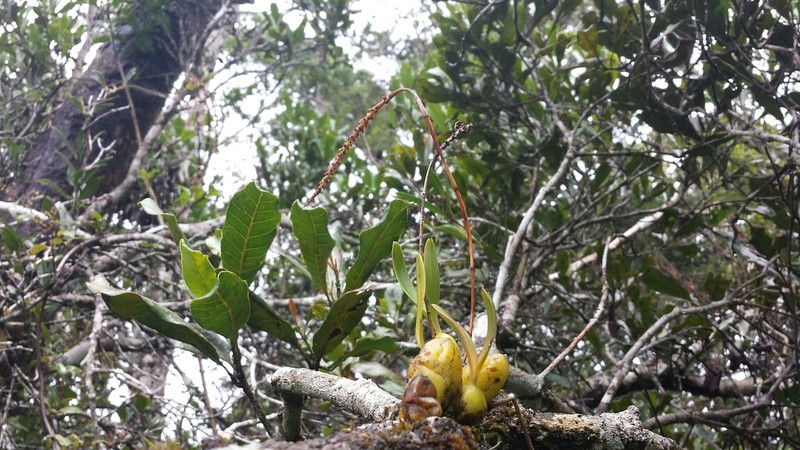 Bulbophyllum moramanganum photo 2