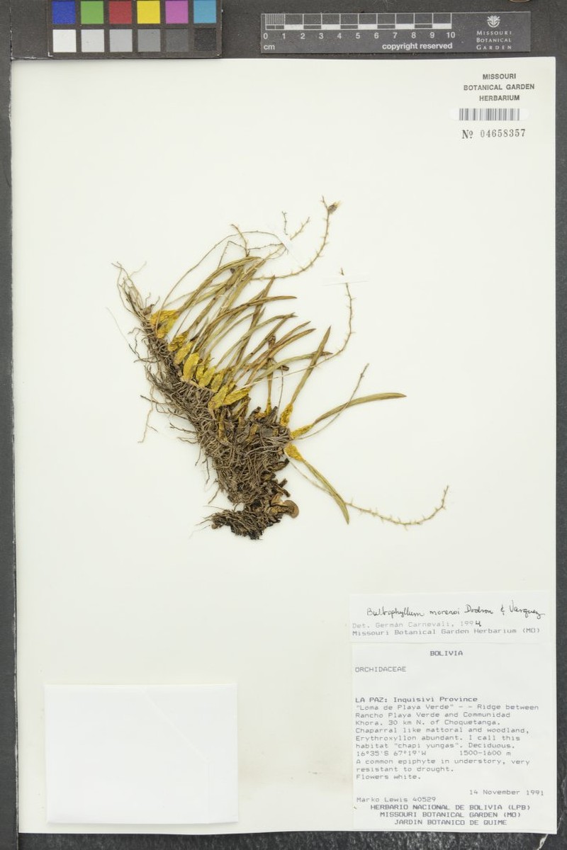 Bulbophyllum morenoi