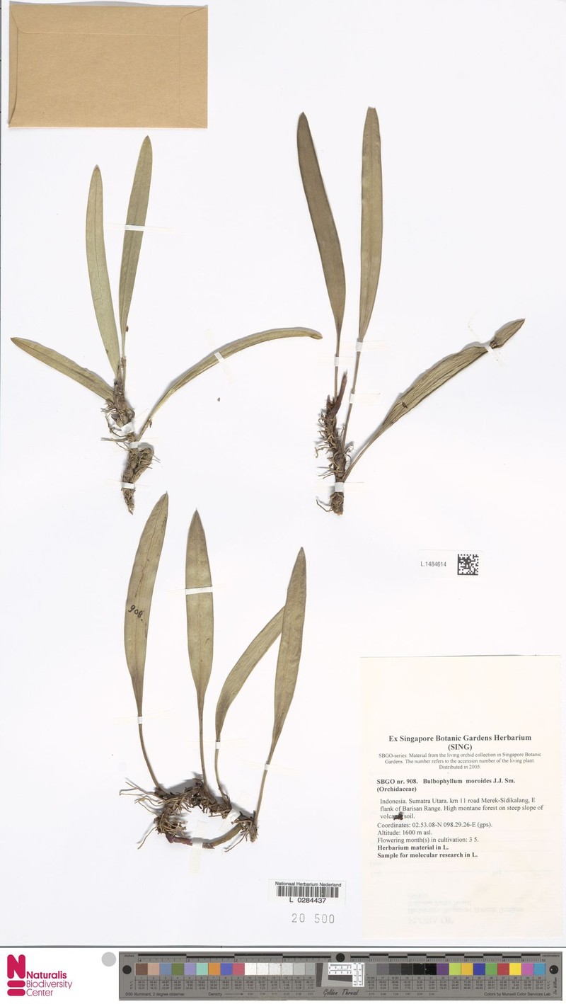 Bulbophyllum moroides