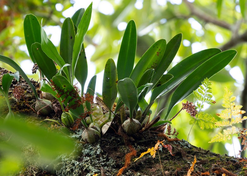 Bulbophyllum morphologorum