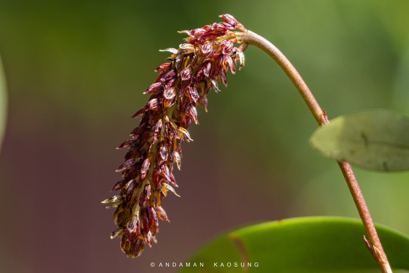 Bulbophyllum morphologorum photo 2