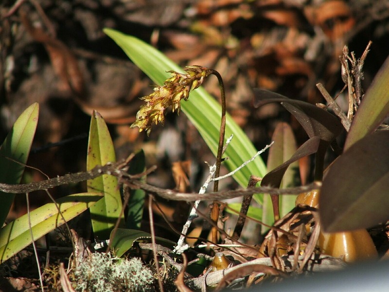 Bulbophyllum morphologorum photo 3