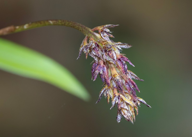 Bulbophyllum morphologorum photo 6