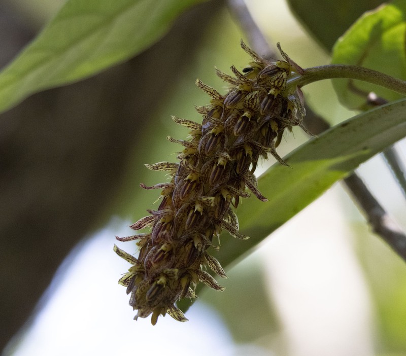 Bulbophyllum morphologorum photo 7