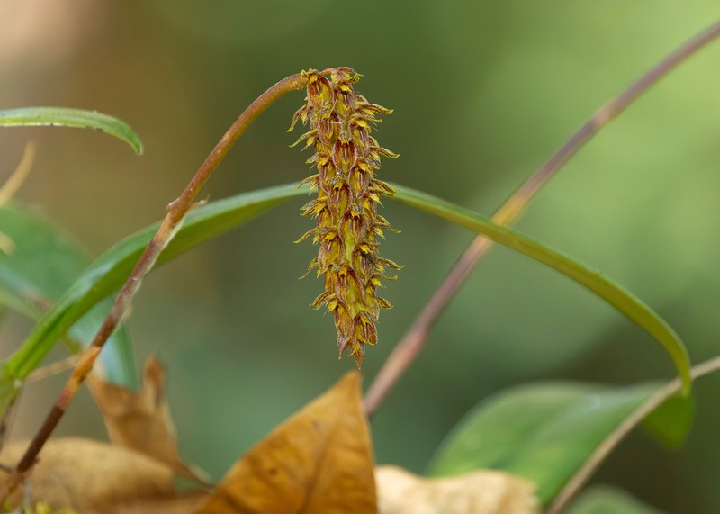 Bulbophyllum morphologorum photo 8