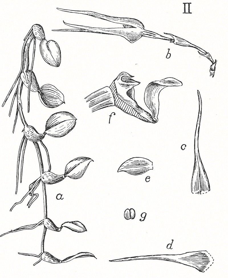 Bulbophyllum mucronatum