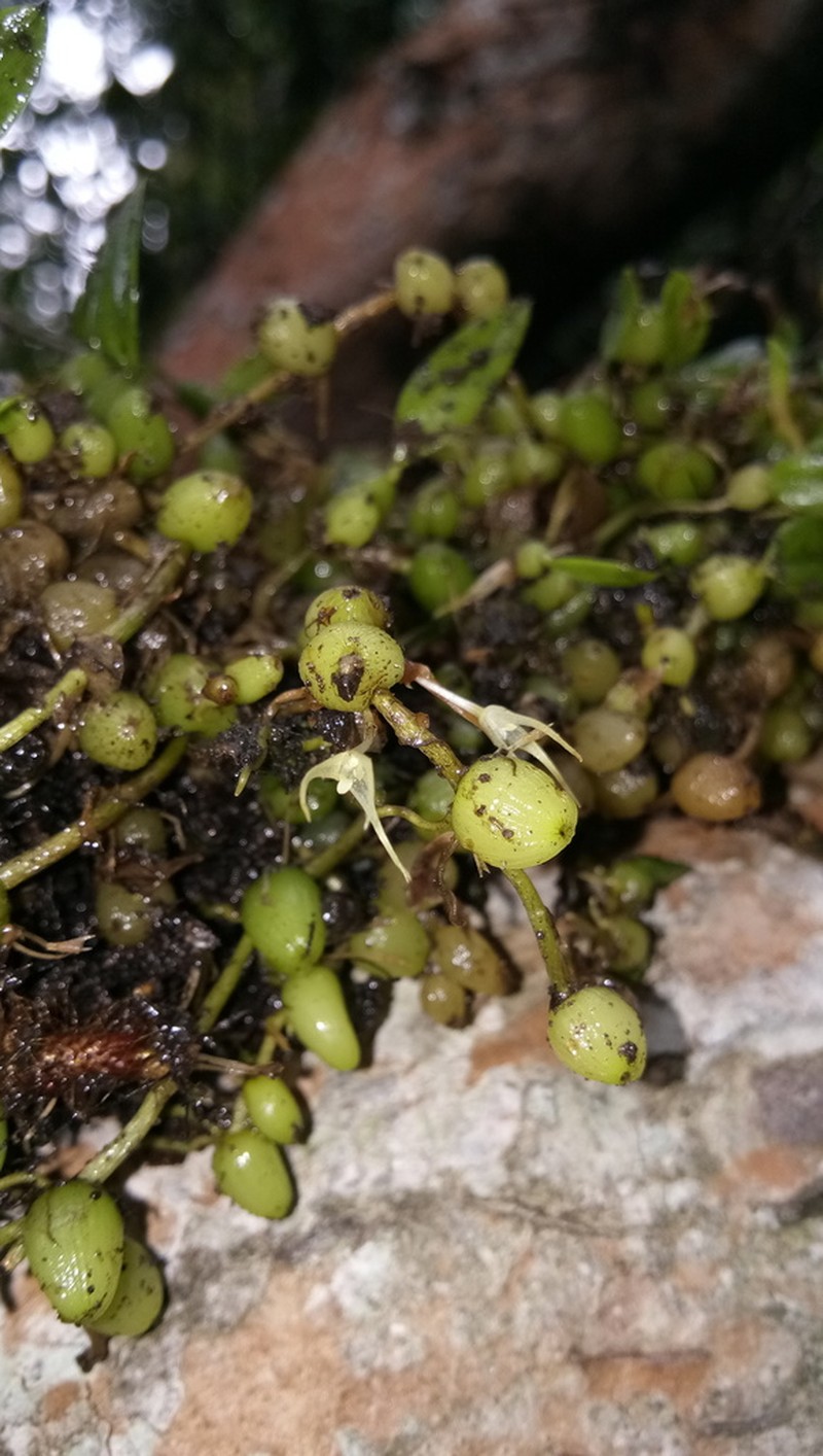Bulbophyllum mucronatum photo 2