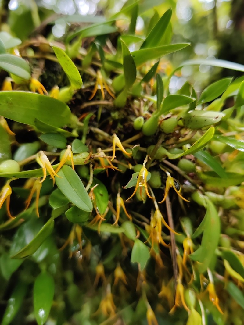 Bulbophyllum mucronatum photo 3