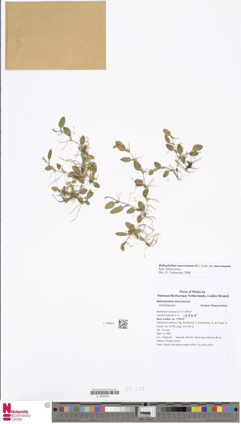 Bulbophyllum mucronatum photo 5