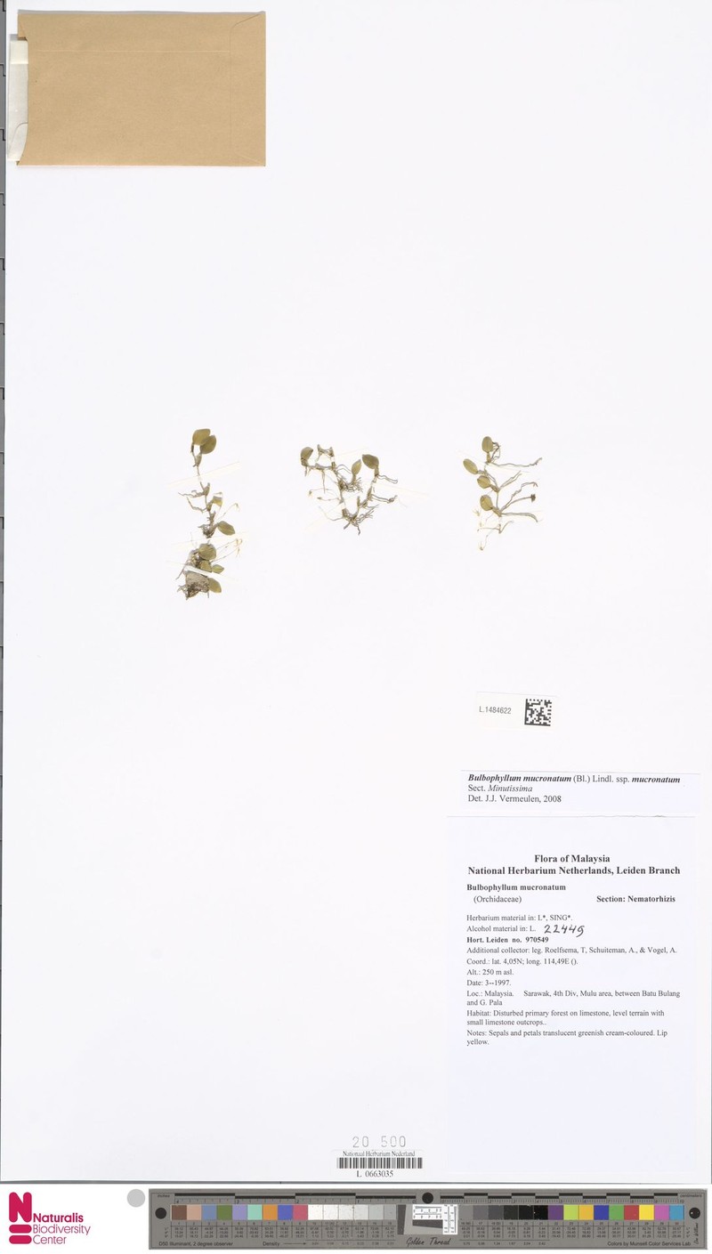 Bulbophyllum mucronatum photo 6