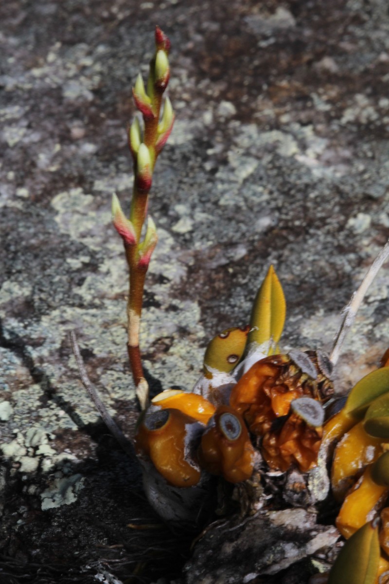 Bulbophyllum mucronifolium photo 4