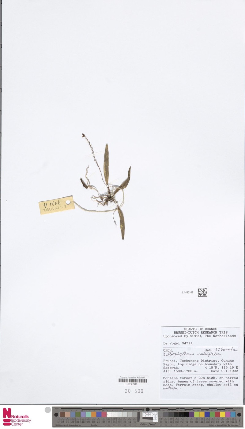 Bulbophyllum multiflexum