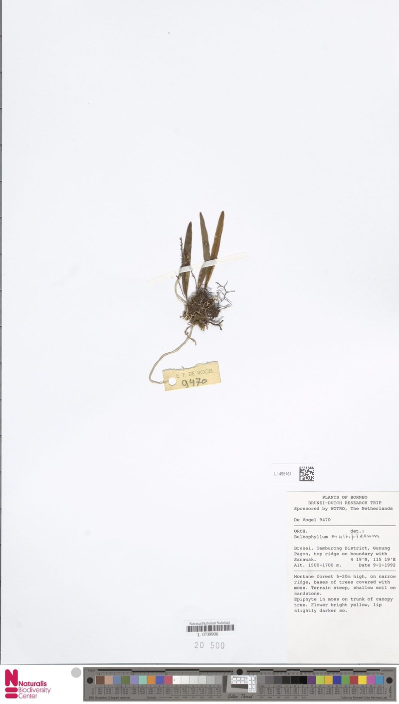 Bulbophyllum multiflexum photo 2