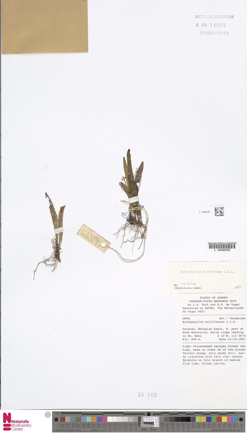 Bulbophyllum multiflexum photo 3