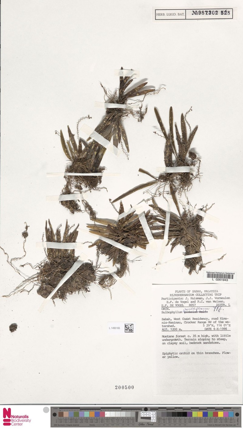Bulbophyllum multiflexum photo 4