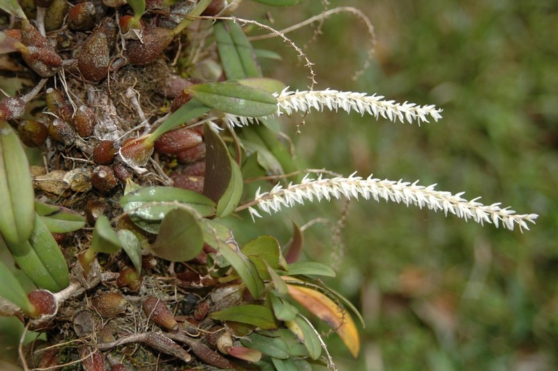 Bulbophyllum multiflorum