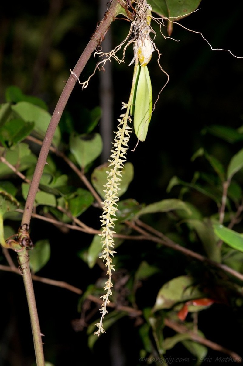 Bulbophyllum multiflorum photo 2