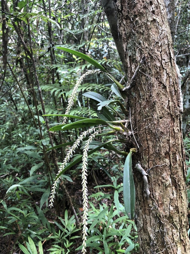 Bulbophyllum multiflorum photo 3