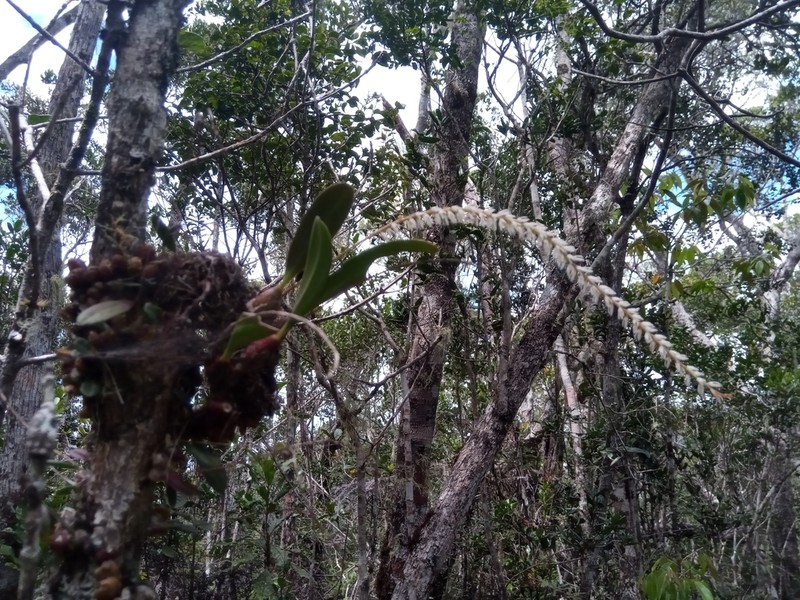 Bulbophyllum multiflorum photo 4