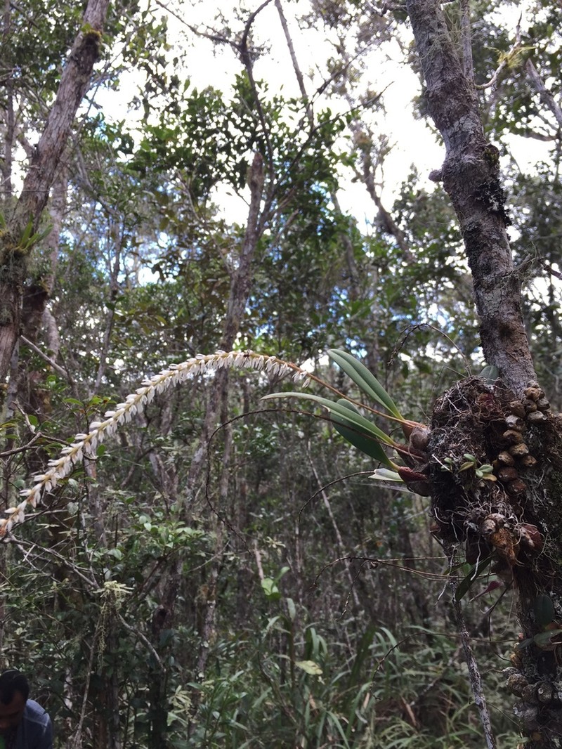 Bulbophyllum multiflorum photo 5