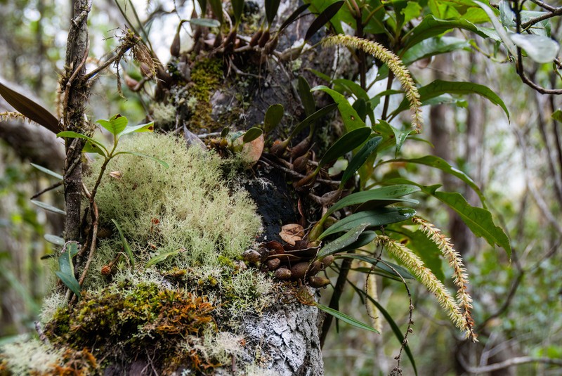 Bulbophyllum multiflorum photo 6
