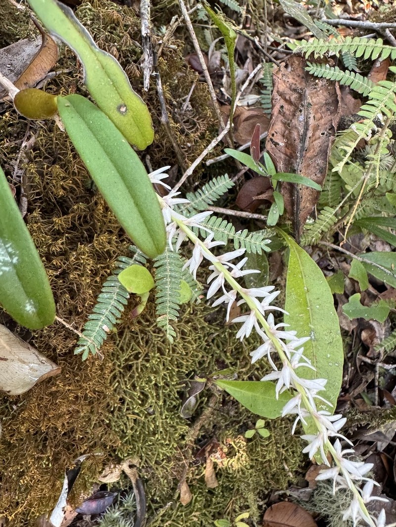 Bulbophyllum multiflorum photo 8