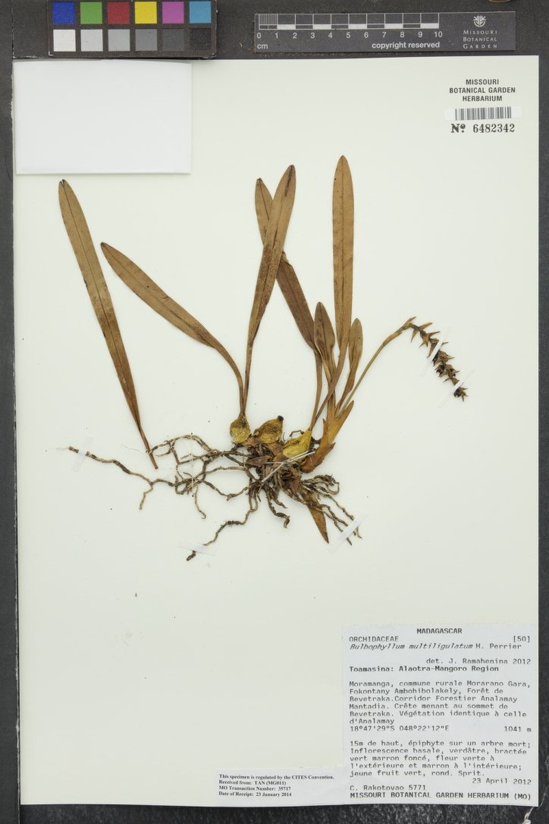Bulbophyllum multivaginatum