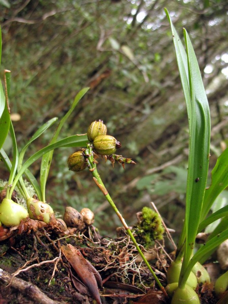 Bulbophyllum multivaginatum photo 2