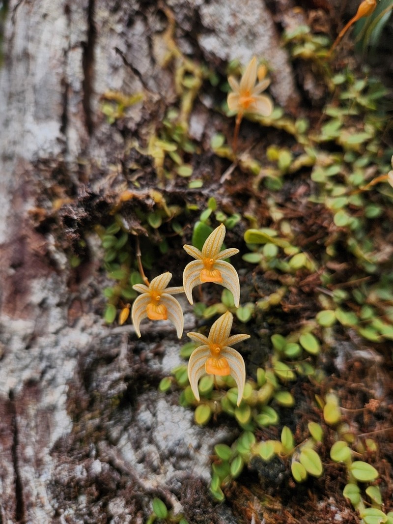 Bulbophyllum muluense