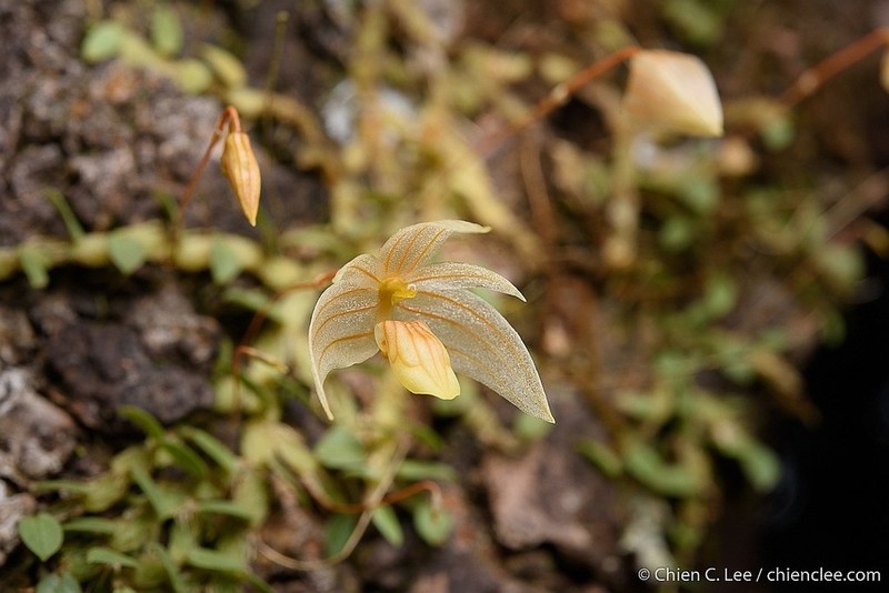 Bulbophyllum muluense photo 2
