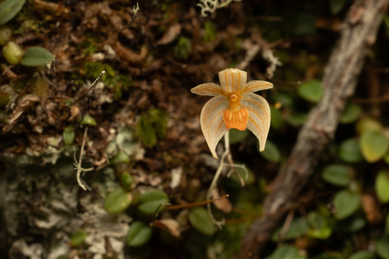 Bulbophyllum muluense photo 3