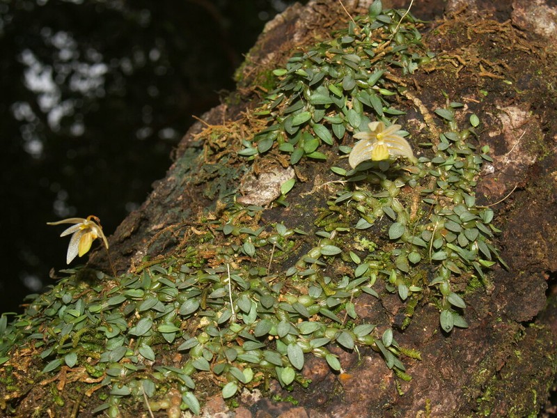 Bulbophyllum muluense photo 4