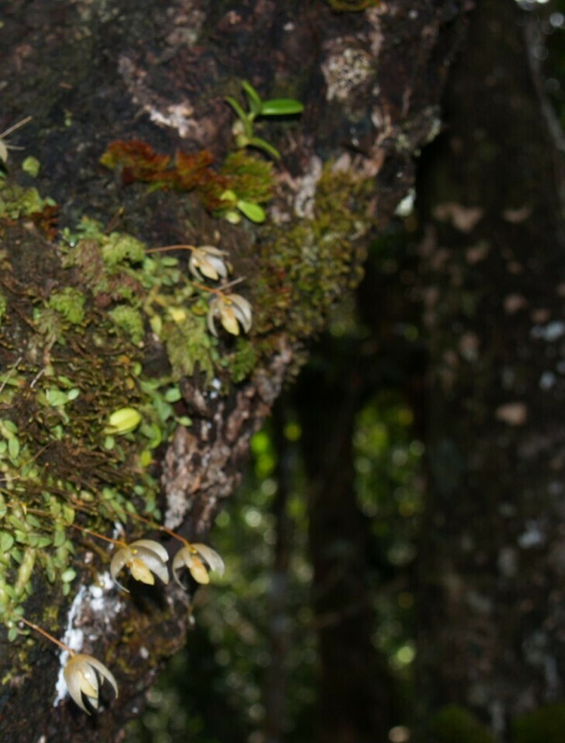 Bulbophyllum muluense photo 7