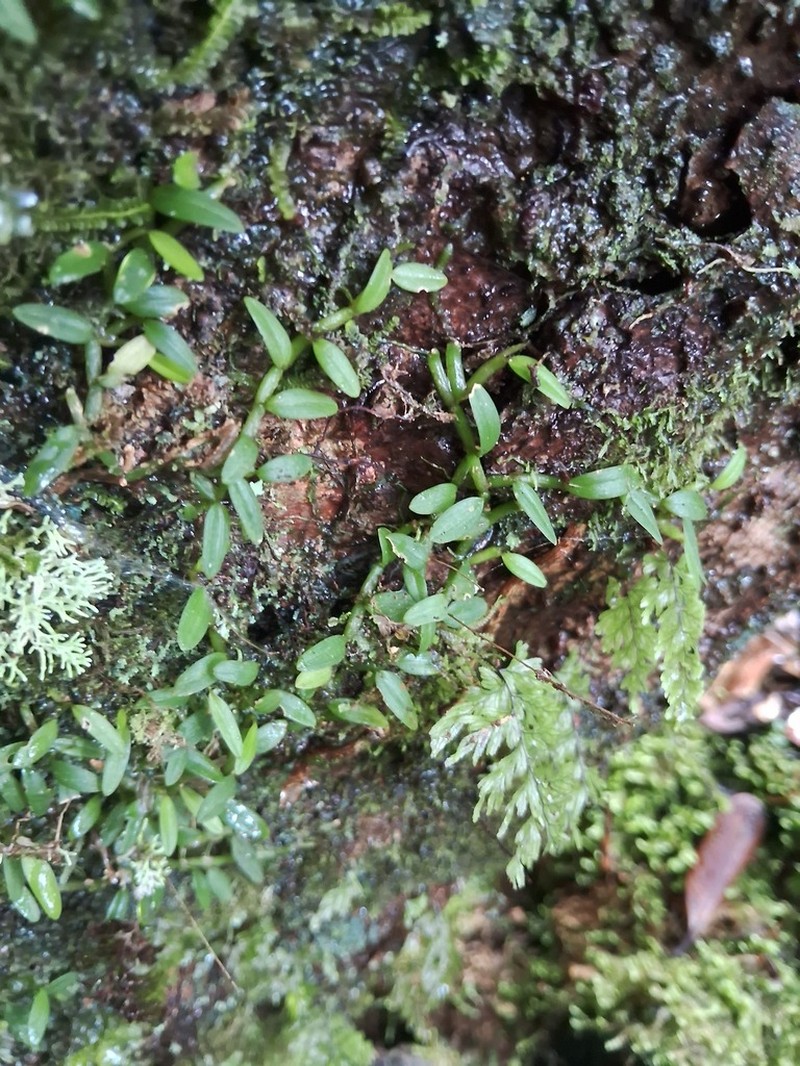 Bulbophyllum muluense photo 8