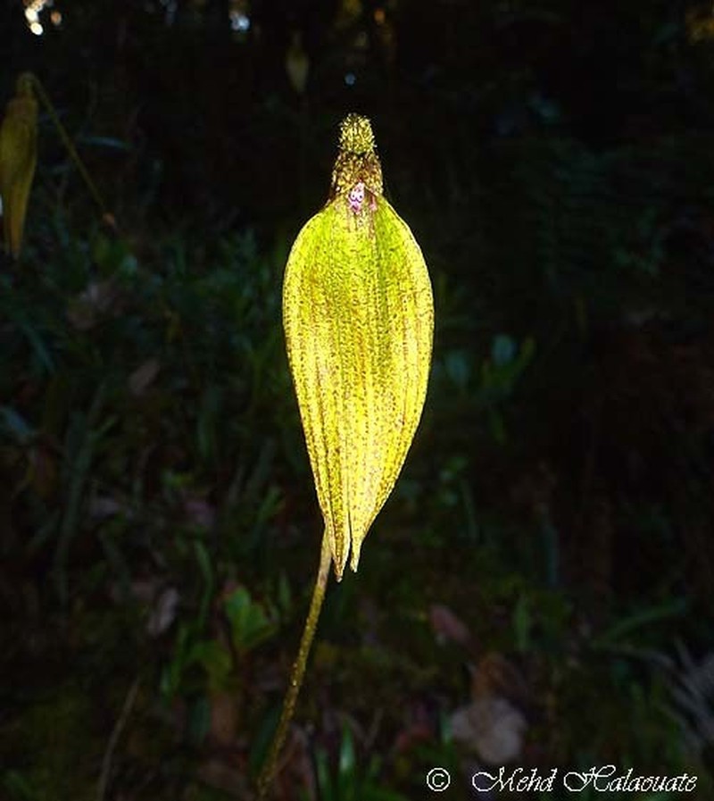 Bulbophyllum muricatum