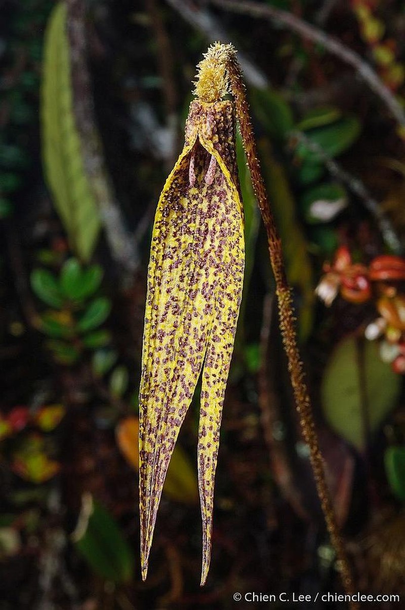 Bulbophyllum muricatum photo 2