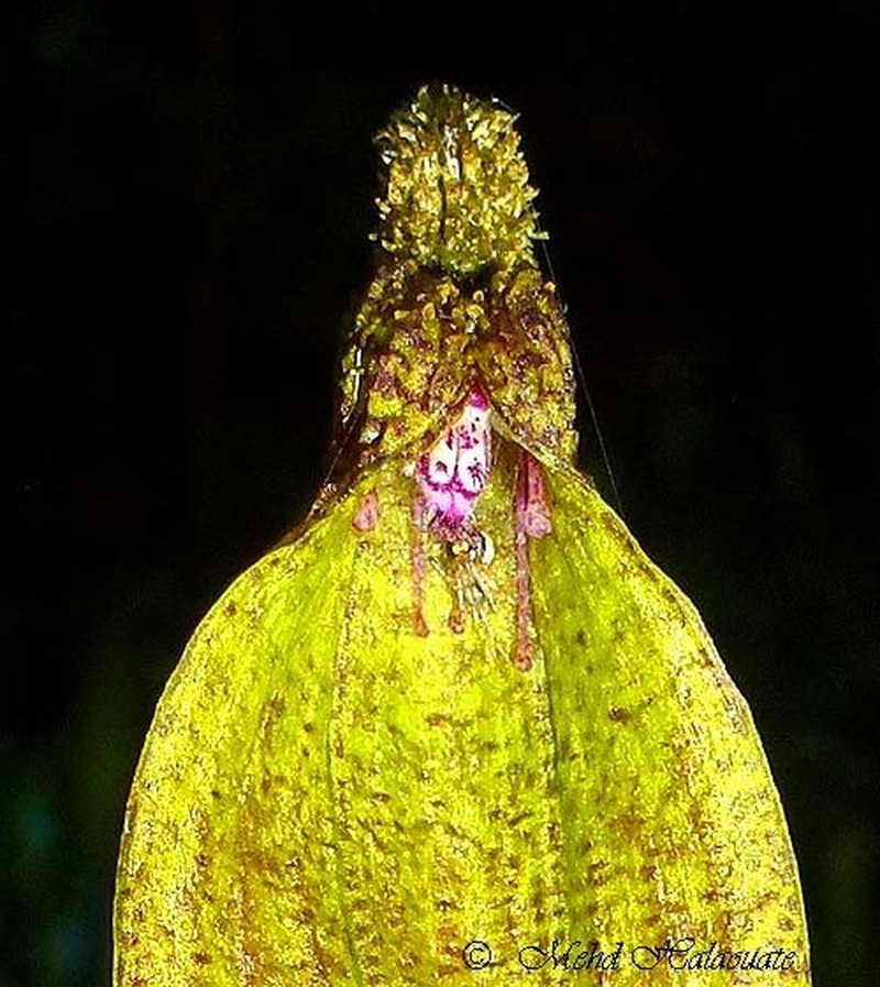 Bulbophyllum muricatum photo 3