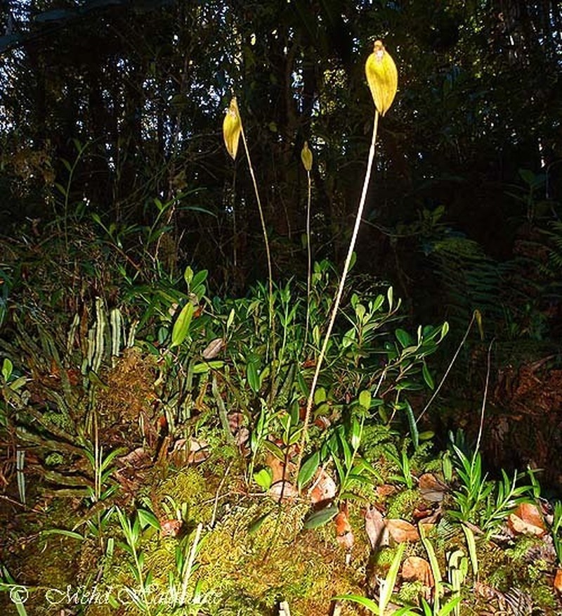 Bulbophyllum muricatum photo 4