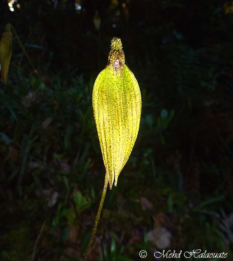 Bulbophyllum muricatum photo 7