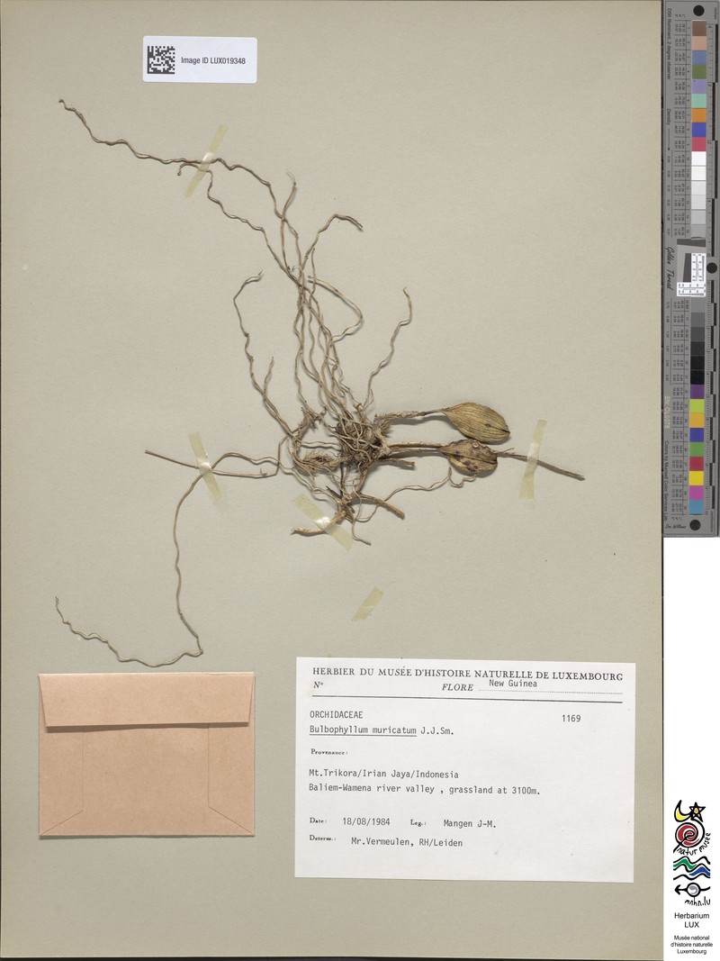 Bulbophyllum muricatum photo 8