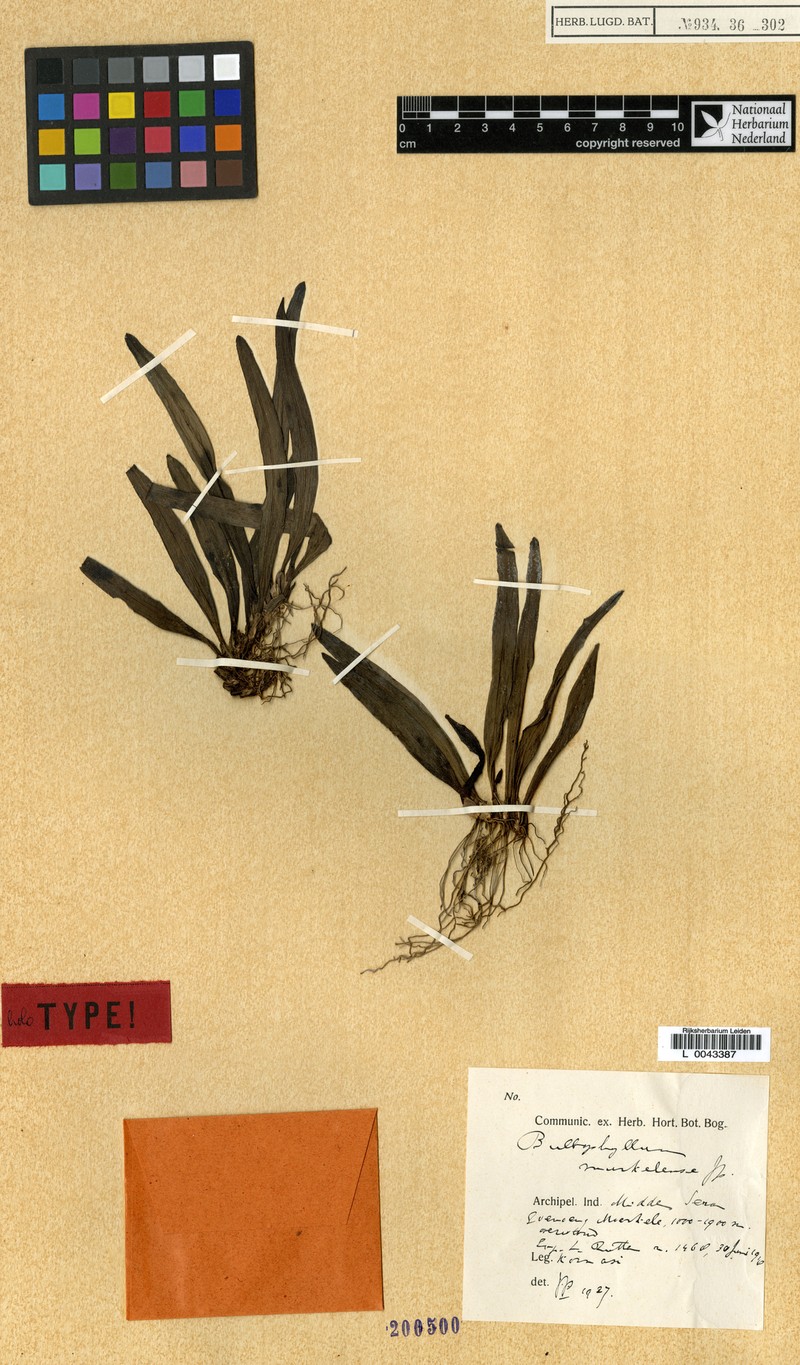 Bulbophyllum murkelense