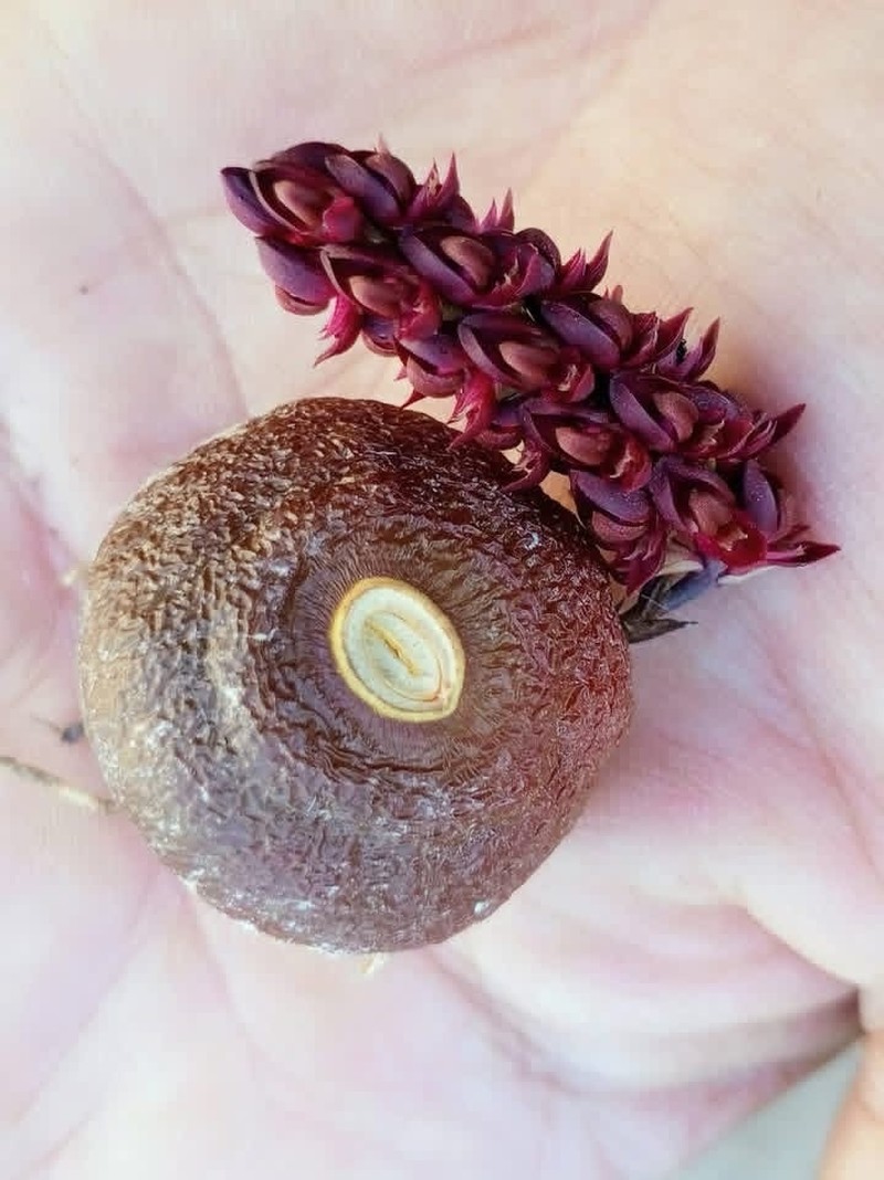 Bulbophyllum muscarirubrum