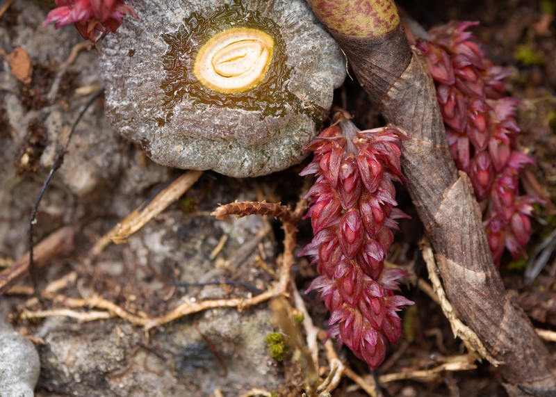 Bulbophyllum muscarirubrum photo 2
