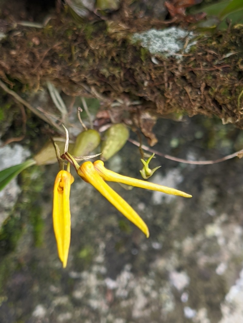Bulbophyllum muscicola photo 2
