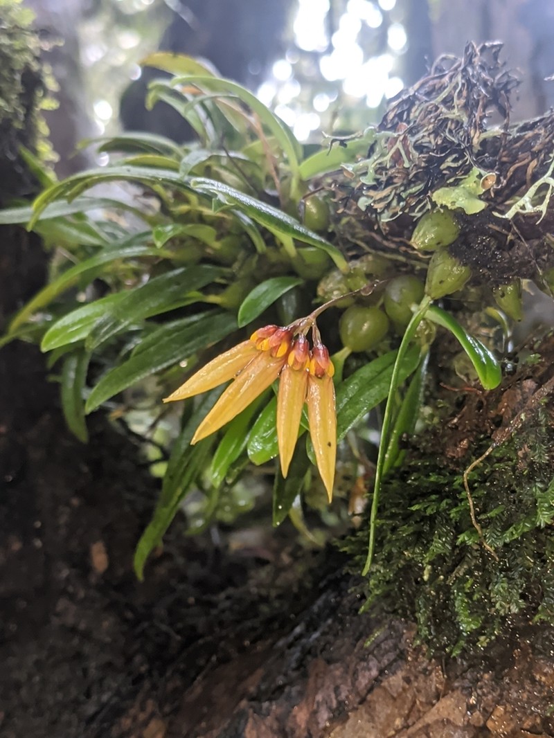 Bulbophyllum muscicola photo 3