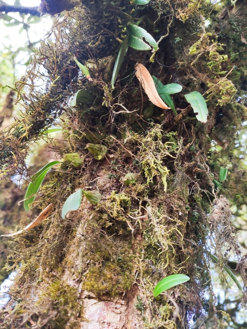 Bulbophyllum muscicola photo 4