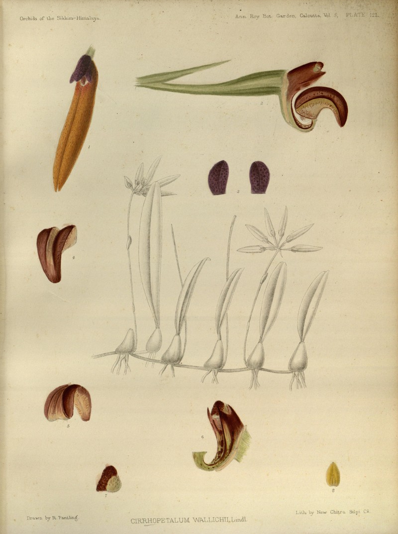 Bulbophyllum muscicola photo 5